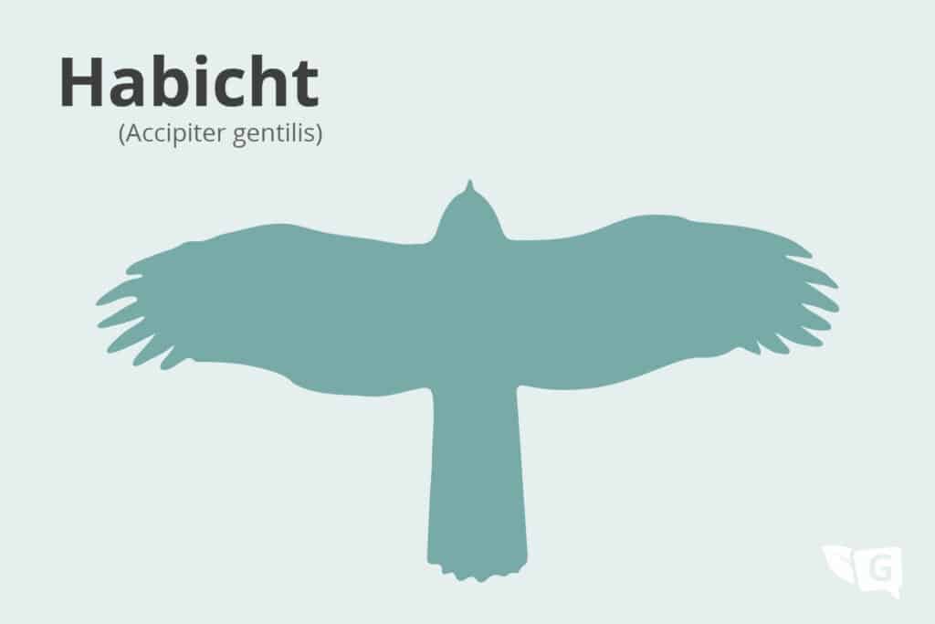 Flugbild des Habichts