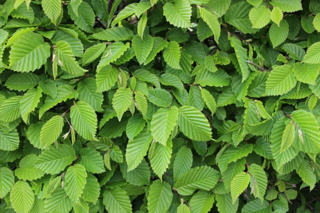 Hainbuche (Carpinus betulus)