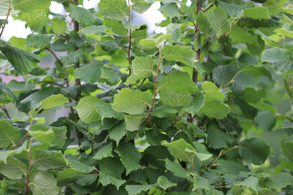 Haselnuss (Corylus avellana)