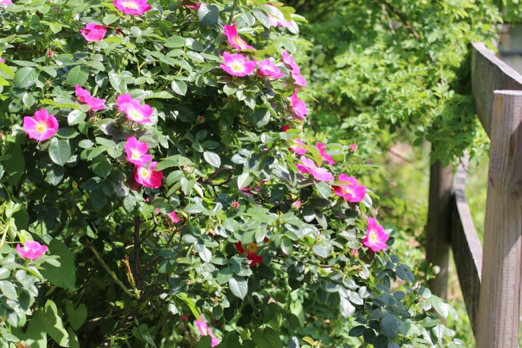 Hundsrose (Rosa canina)