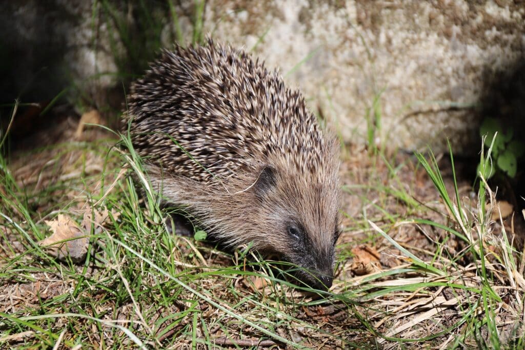 Igel nachts im Garten