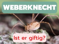 Ist der Weberknecht giftig?