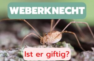 Ist der Weberknecht giftig?