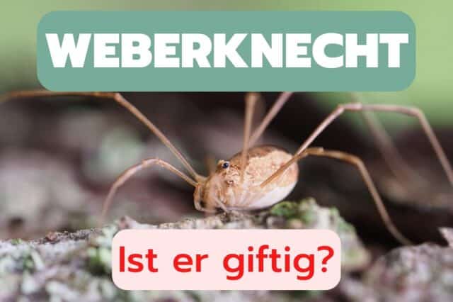 Ist der Weberknecht giftig?