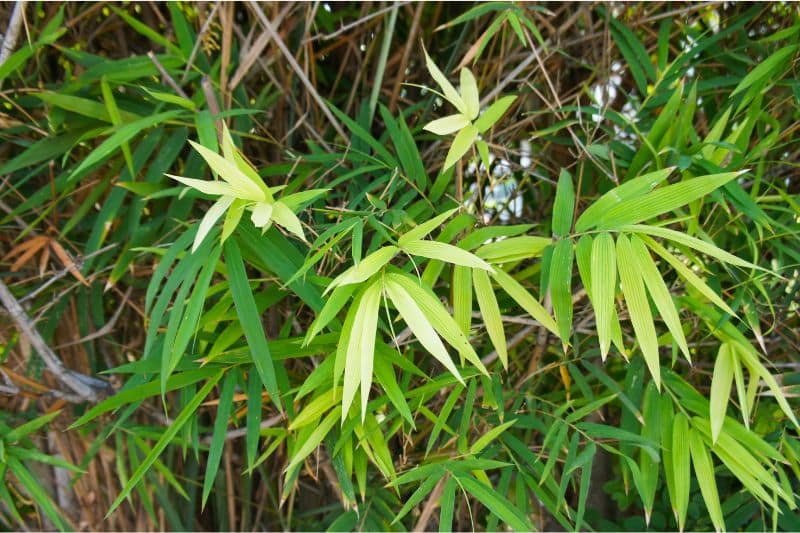 Japanischer Pfeilbambus (Pseudosasa japonica)