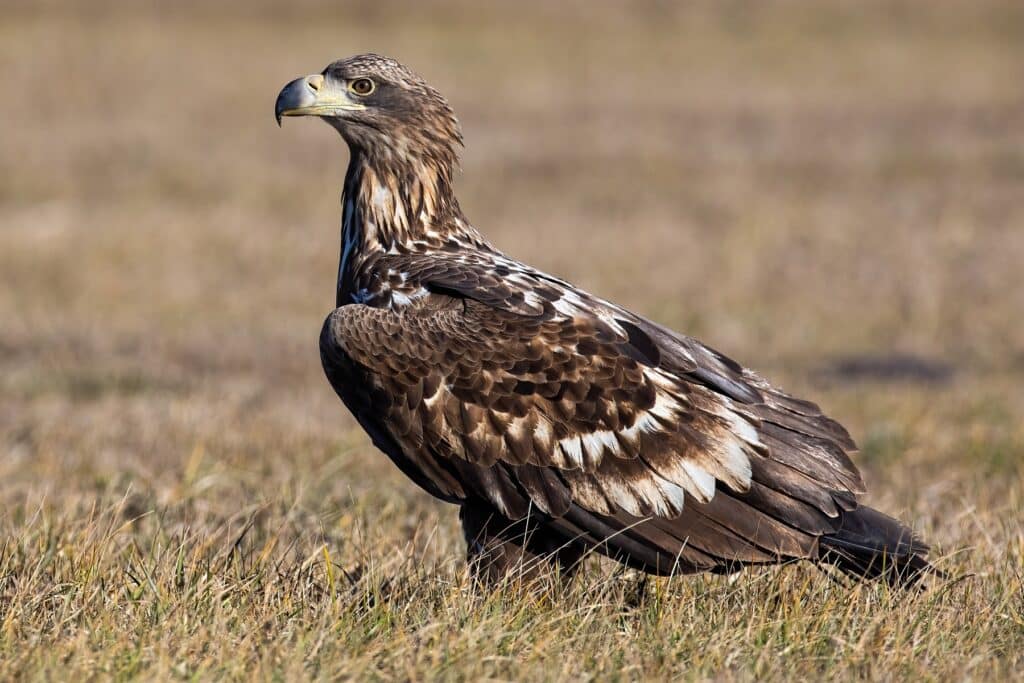 Junger Seeadler auf Feld