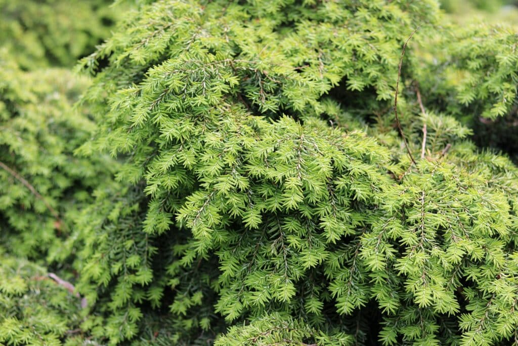 Kissen-Hemlocktanne (Tsuga canadensis 'Nana')