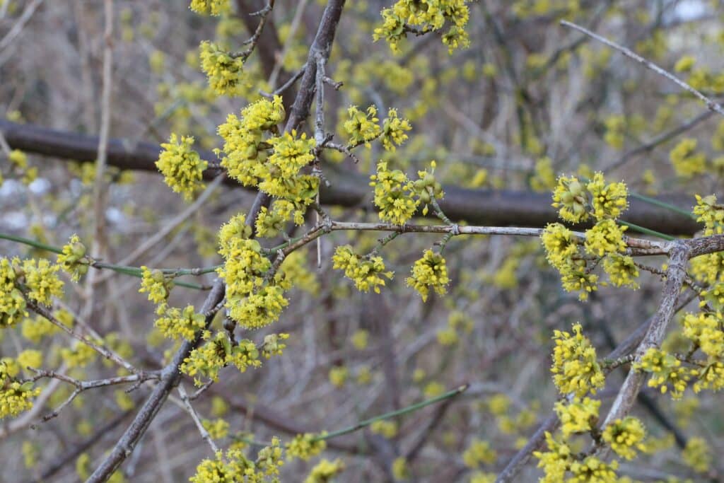 Blütenkirsche der Kornelkirsche (Cornus mas)