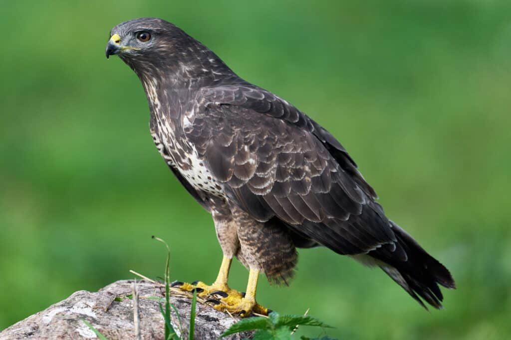 Mäusebussard (Buteo buteo)