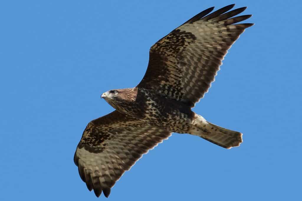 Mäusebussard im Flug