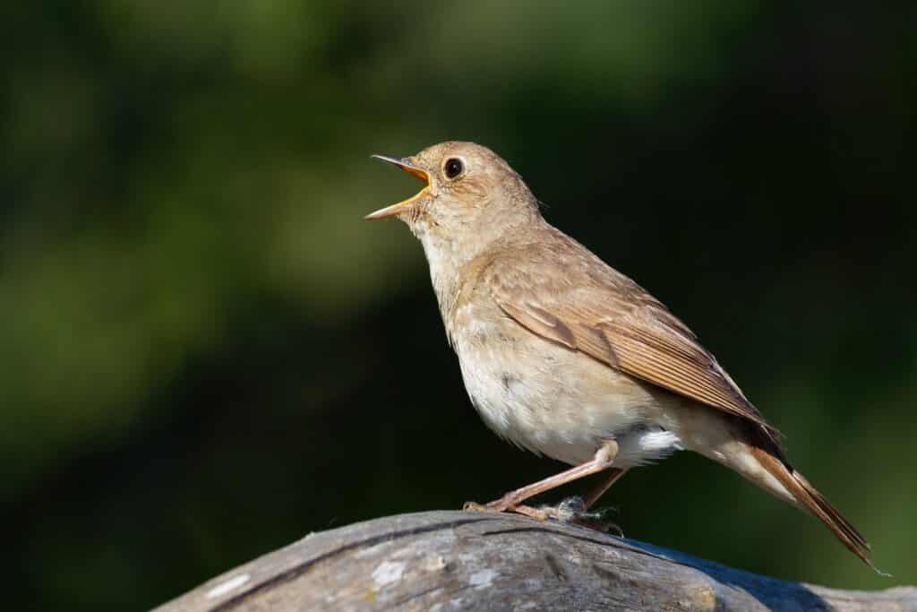 Tiergeräusche nachts - Nachtigall (Luscinia luscinia) singt