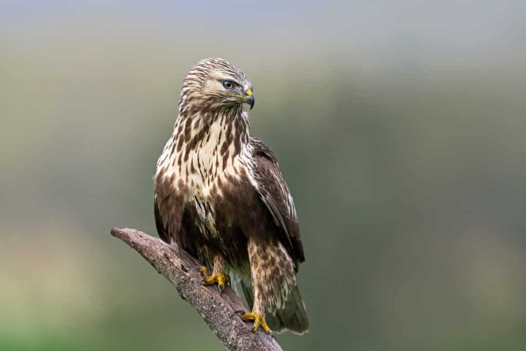 Raufußbussard (Buteo lagopus)