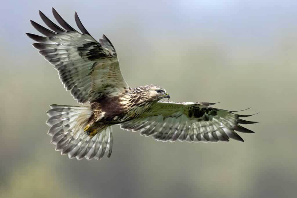 Raufußbussard (Buteo lagopus) im Flug