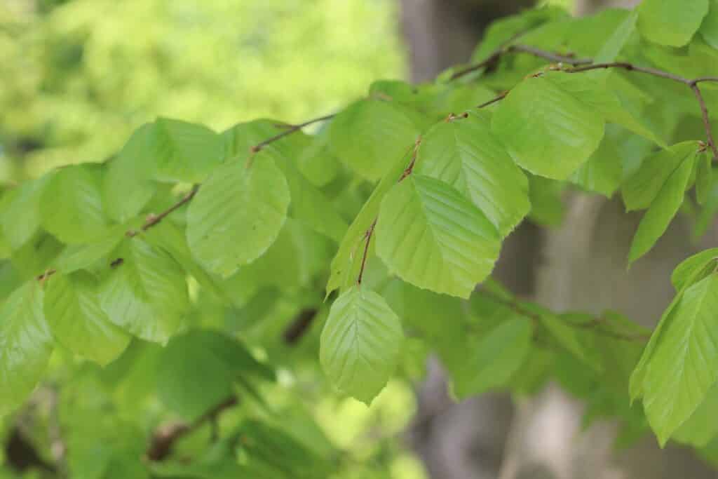 Rotbuche (Fagus sylvatica)