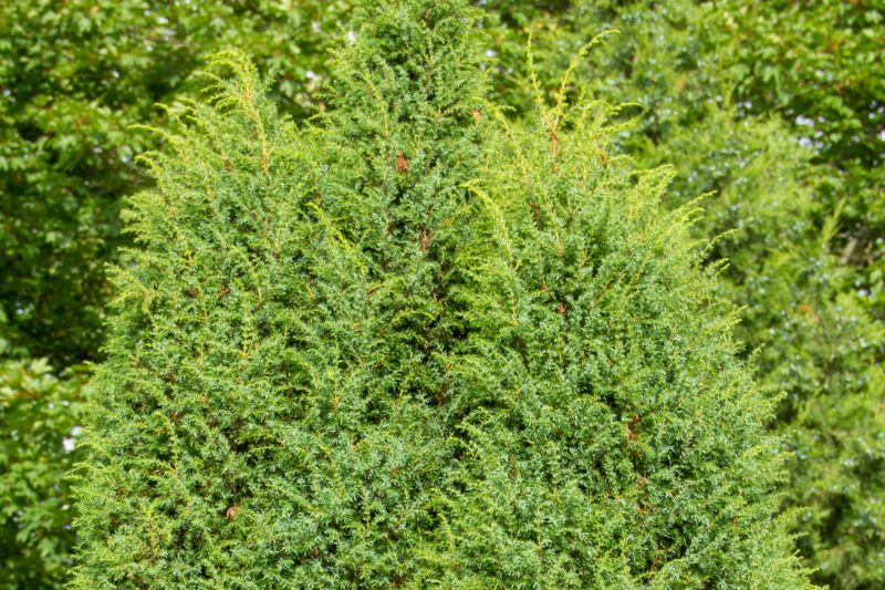 Irischer Säulenwacholder (Juniperus communis 'Hibernica')