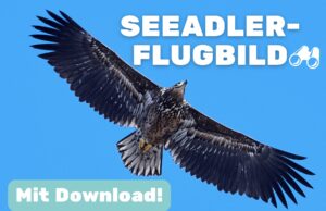 Flugbild vom Seeadler