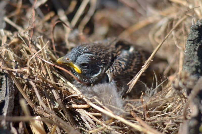 Spatzennest mit Nestling