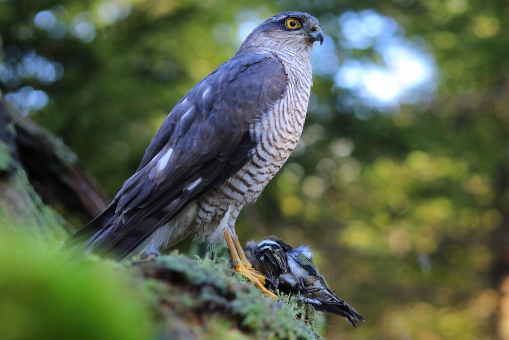 Sperberweibchen mit Singvogel als Beute