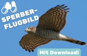 Sperber-Flugbild