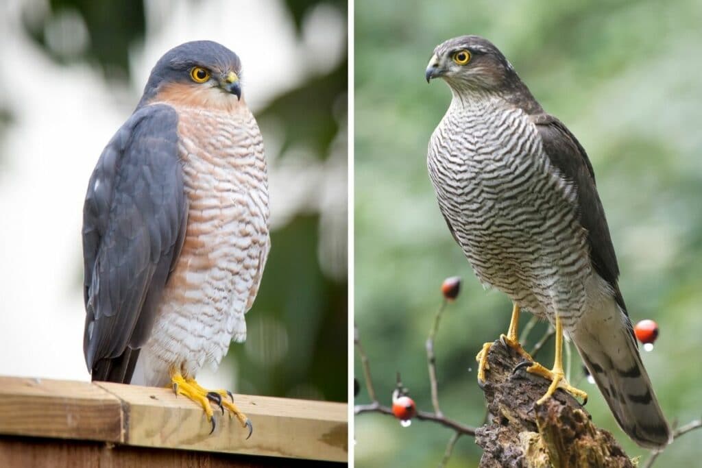 Sperber-Männchen (links) und -Weibchen (rechts)