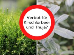 Verbot für Kirschlorbeer und Thuja