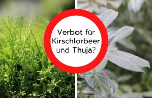 Verbot für Kirschlorbeer und Thuja