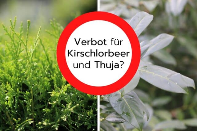 Verbot für Kirschlorbeer und Thuja