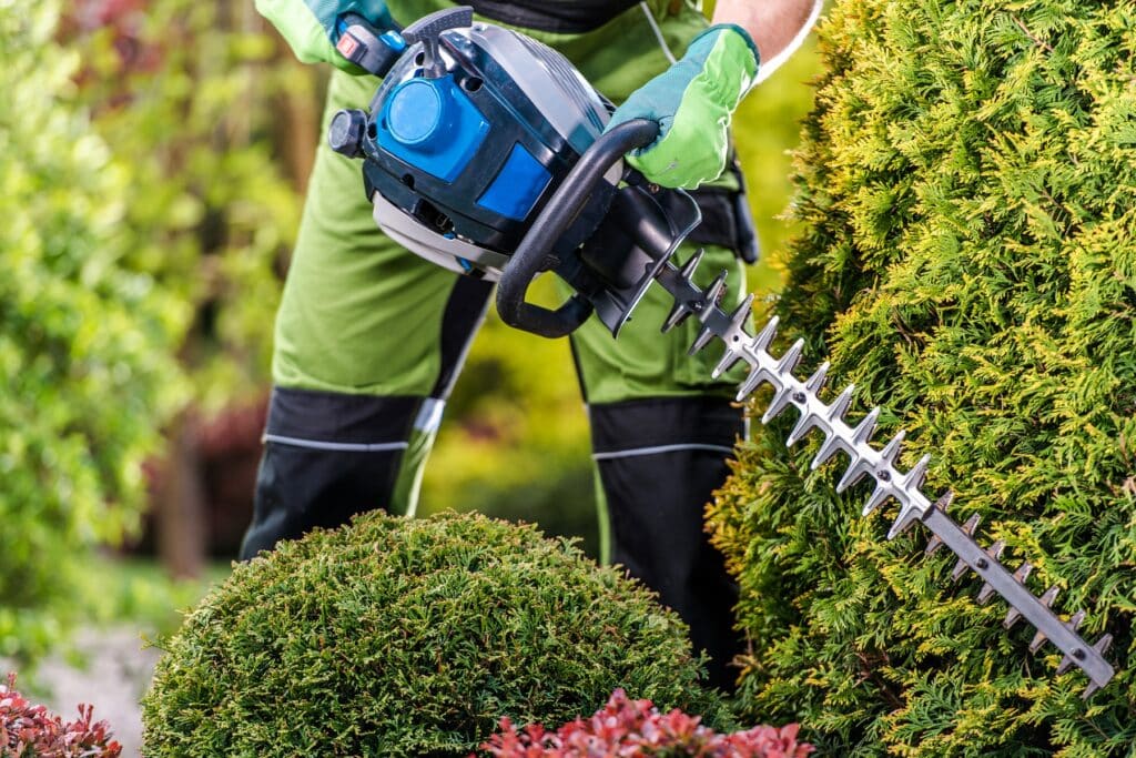 Thuja mit automatischer Heckenschere schneiden