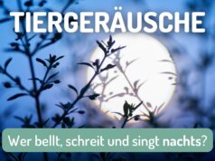 Typische Tiergeräusche nachts - Mond über Baumwipfeln