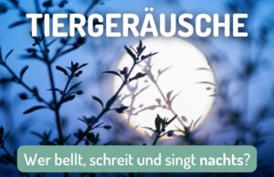 Typische Tiergeräusche nachts - Mond über Baumwipfeln