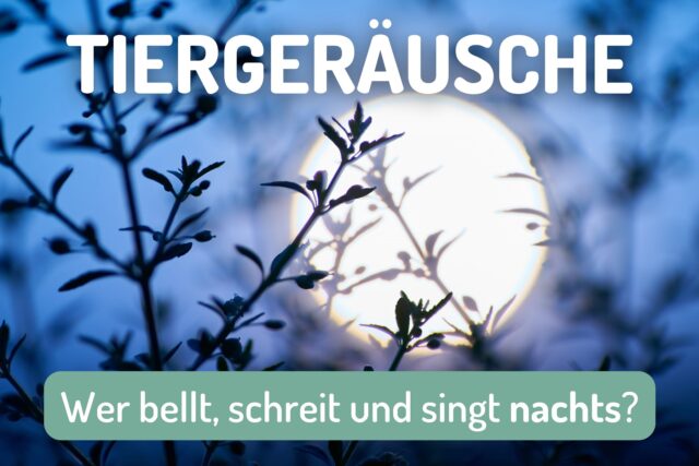 Typische Tiergeräusche nachts - Mond über Baumwipfeln