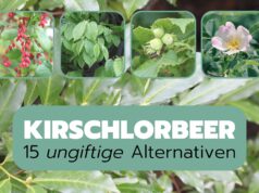 Ungiftige Alternativen zu Kirschlorbeer