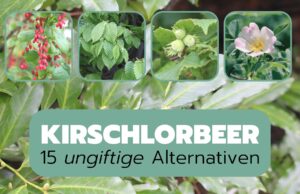 Ungiftige Alternativen zu Kirschlorbeer