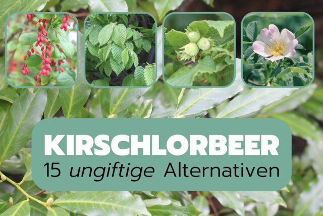 Ungiftige Alternativen zu Kirschlorbeer