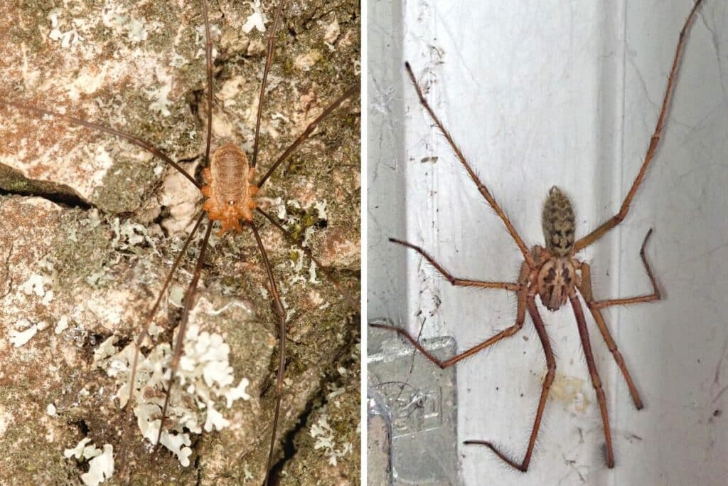 Weberknecht (links) und Winkelspinne (Tegenaria) (rechts)