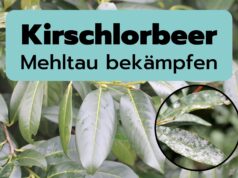 Weißer Belag an Kirschlorbeer - Mehltau bekämpfen