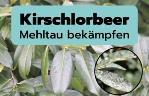 Weißer Belag an Kirschlorbeer - Mehltau bekämpfen