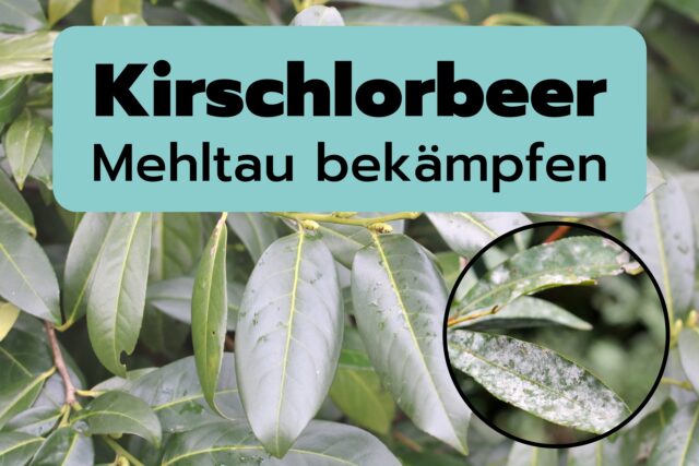 Weißer Belag an Kirschlorbeer - Mehltau bekämpfen