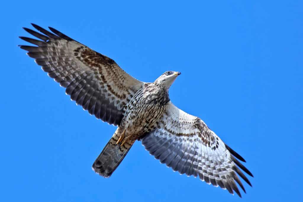 Wespenbussard (Pernis apivorus) im Flug