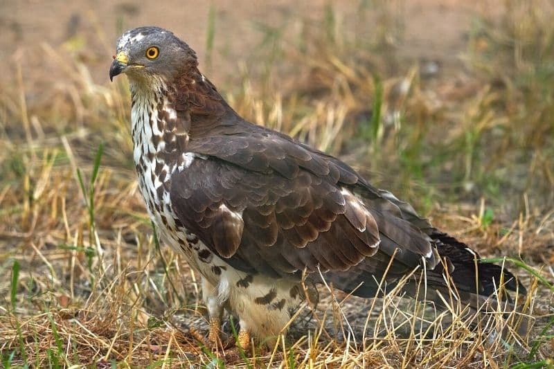 Wespenbussard (Pernis apivorus)