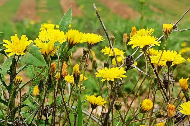 Acker-Gänsedistel (Sonchus arvensis)