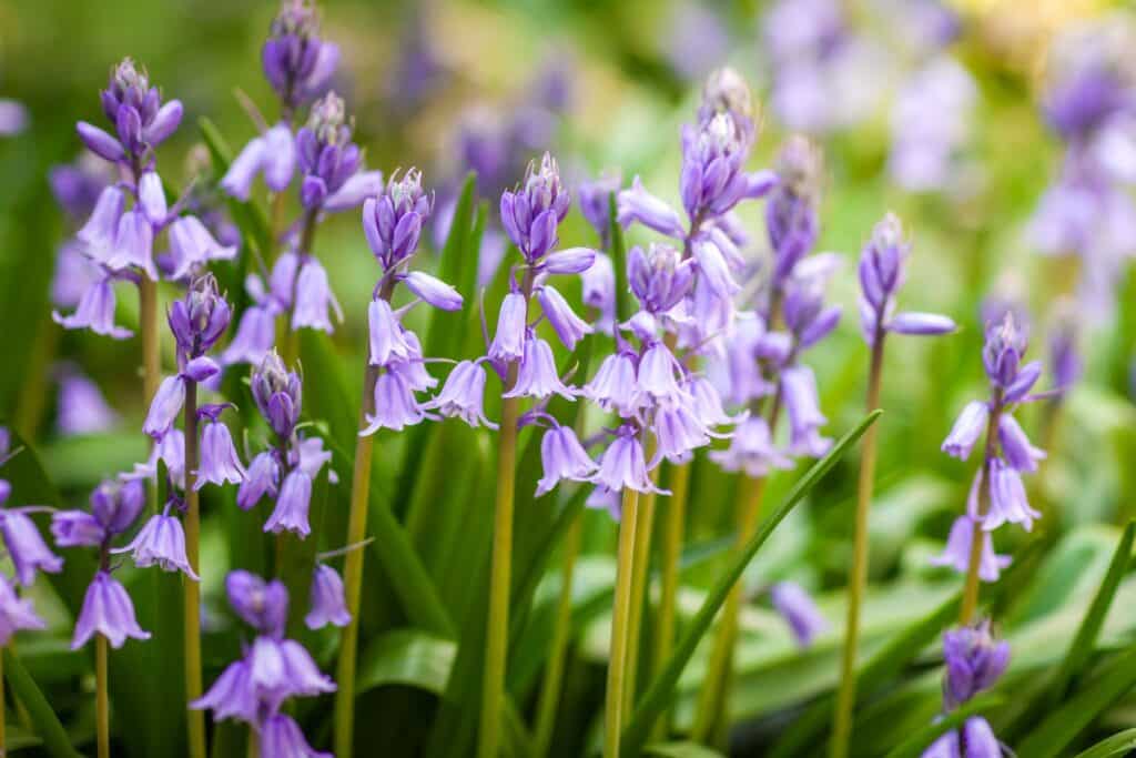 Acker-Glockenblume (Campanula rapunculoides)