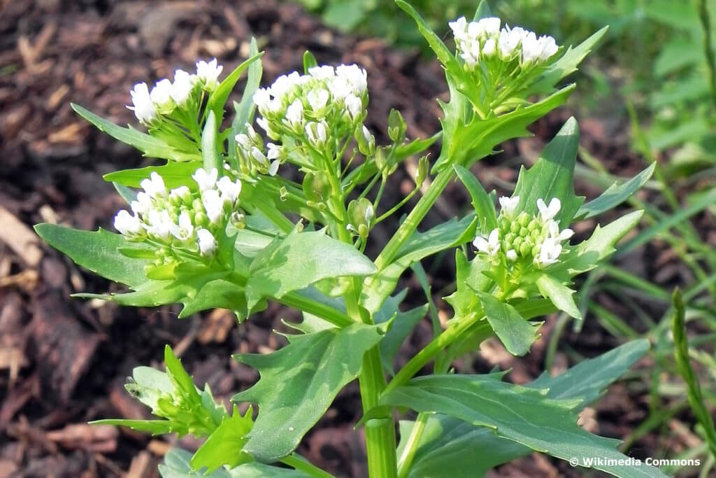 Acker-Hellerkraut (Thlaspi arvense)