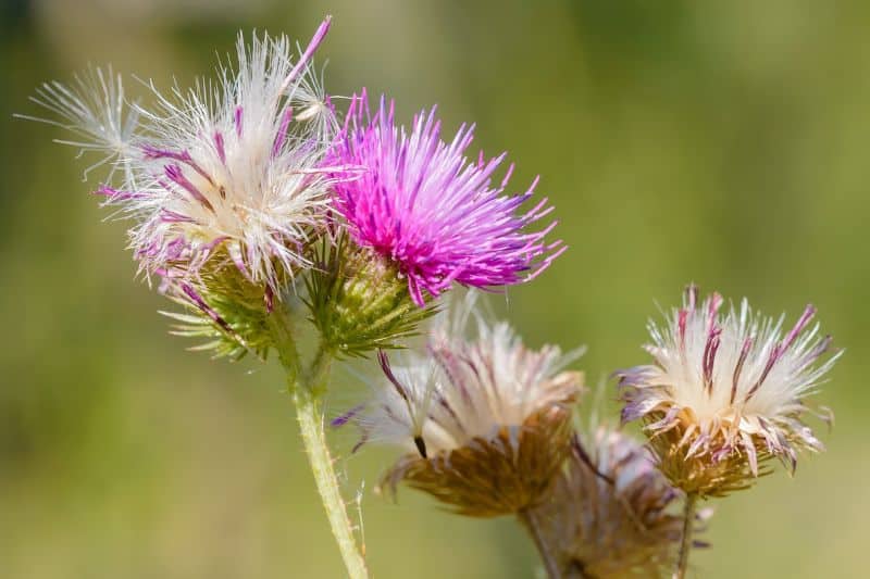 Acker-Kratzdistel (Cirsium arvense)