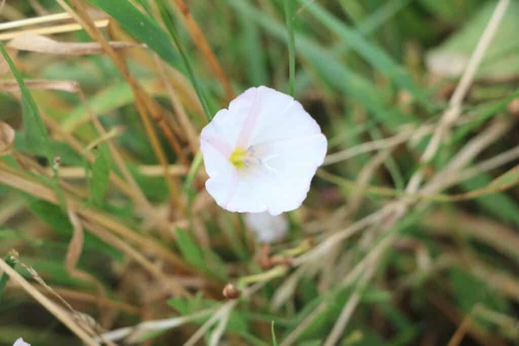 Ackerwinde (Convolvulus arvensis)