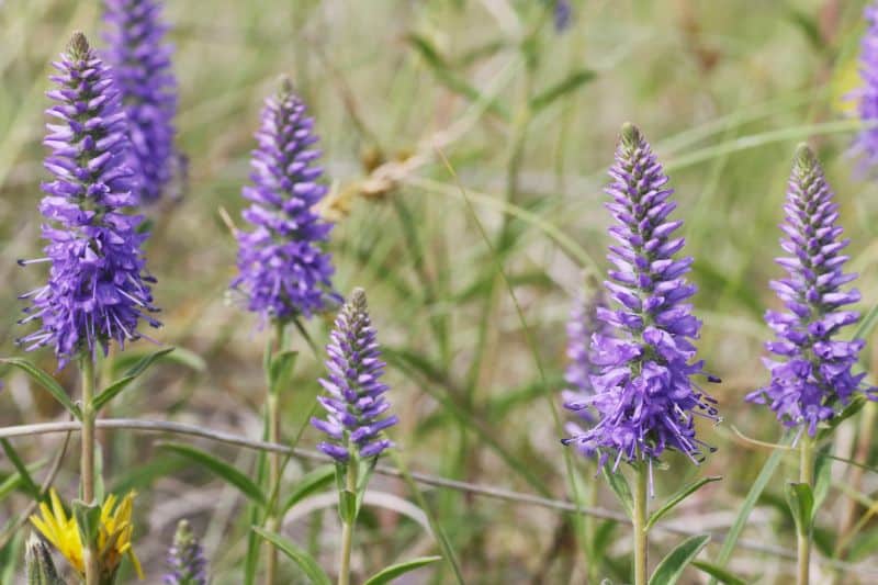 Ähriger Ehrenpreis (Veronica spicata)