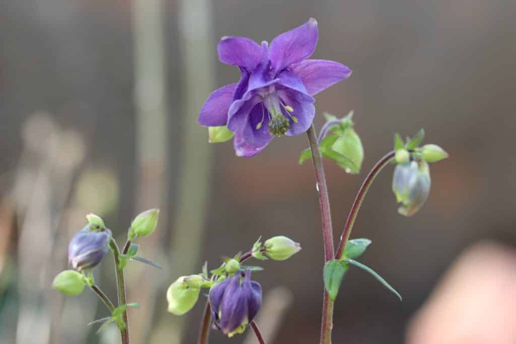 Unkraut mit lila Blüten - Akelei (Aquilegia)