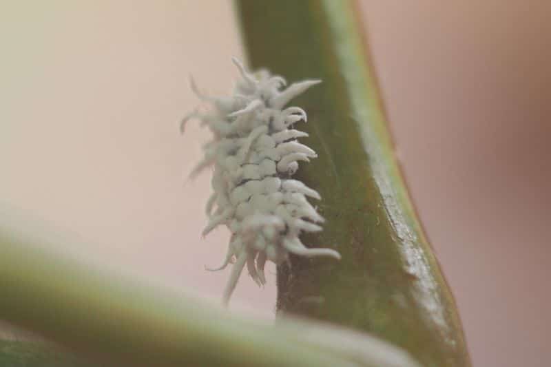 Australischer Marienkäfer (Cryptilaemus montrouzieri)