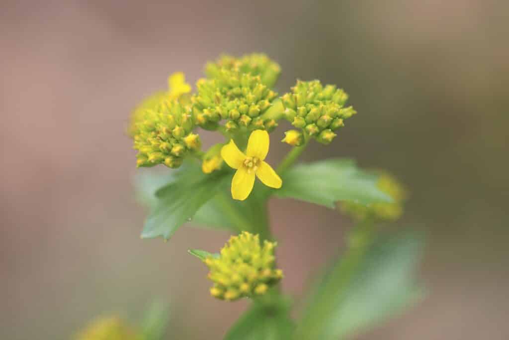 Barbarakraut (Barbarea vulgaris)