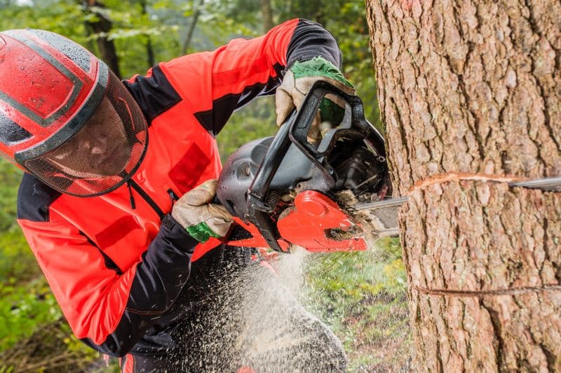 Baum fällen in voller Ausrüstung